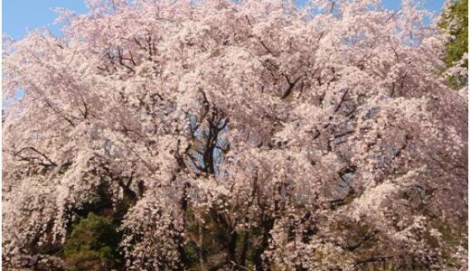 白くまくんおしえて　臨時増刊号