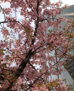 ついに来ますね、桜の季節