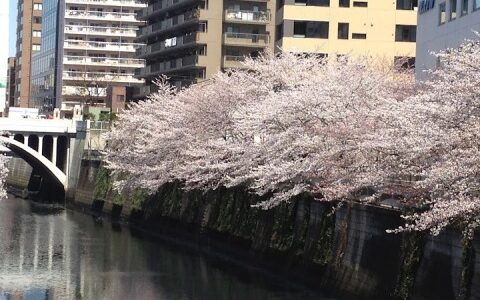 さくらがさいた2012